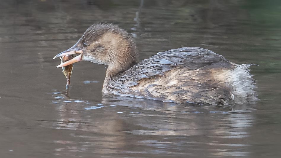 Little Grebe.jpg